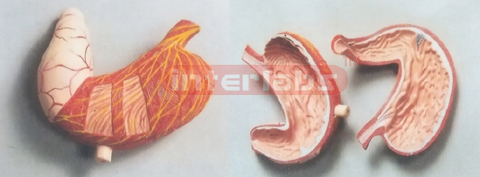 BIG STOMACH WITH BLOOD VESSEL, NERVES AND LYMPH KNOT DISTRIBUTION